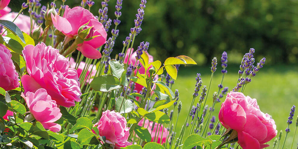 Rosen Lavendel 1000x500