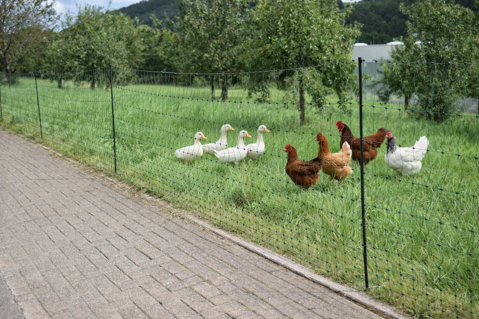 GOEBEL Euro-Netz Geflügel 112/2
