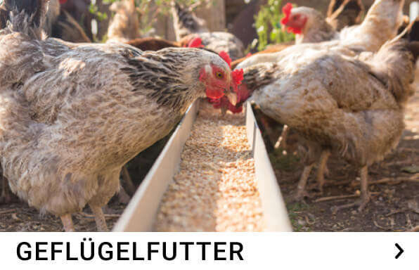 gefluegelfutter kachelmenue