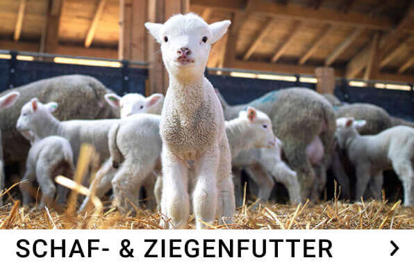 schaf ziegenfutter kachelmenue