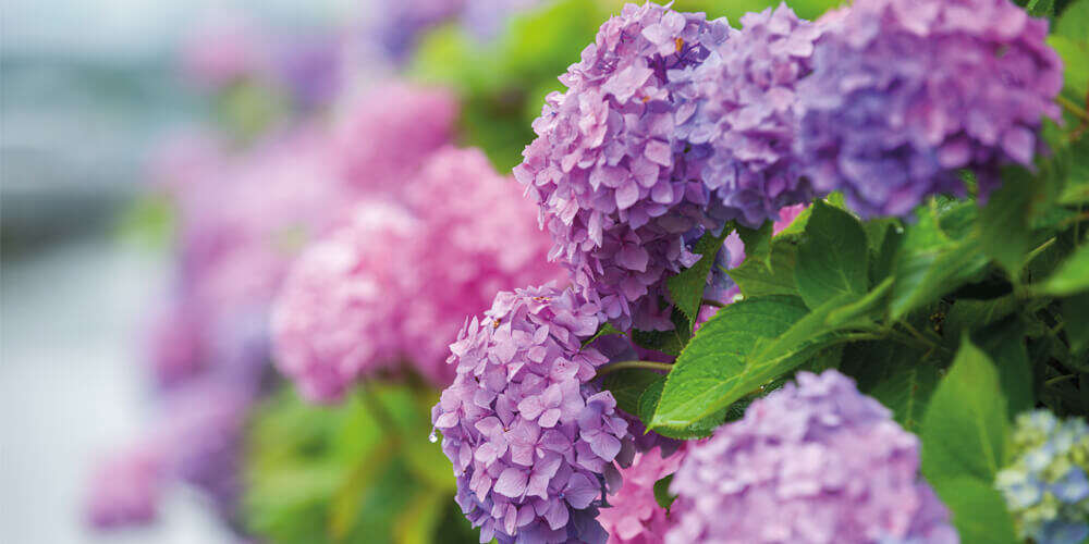 landflair saisonale tipps Hortensien 1000x500