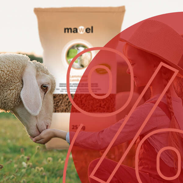 mawel schaf frisst futter aus hand