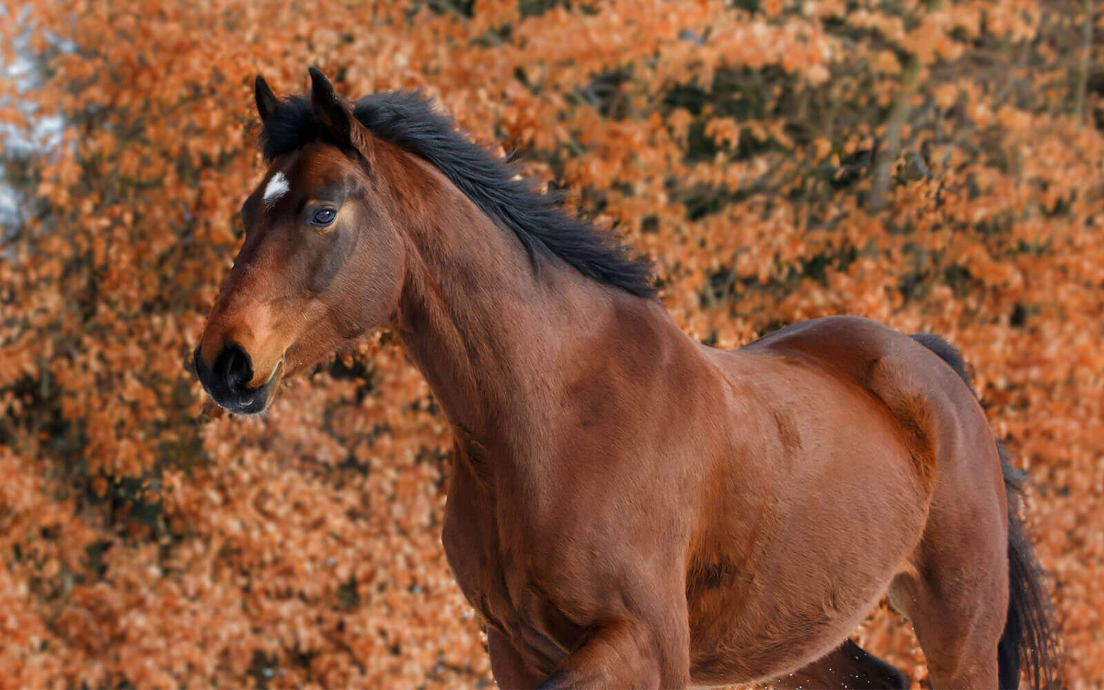pferd im herbst 1600x1000