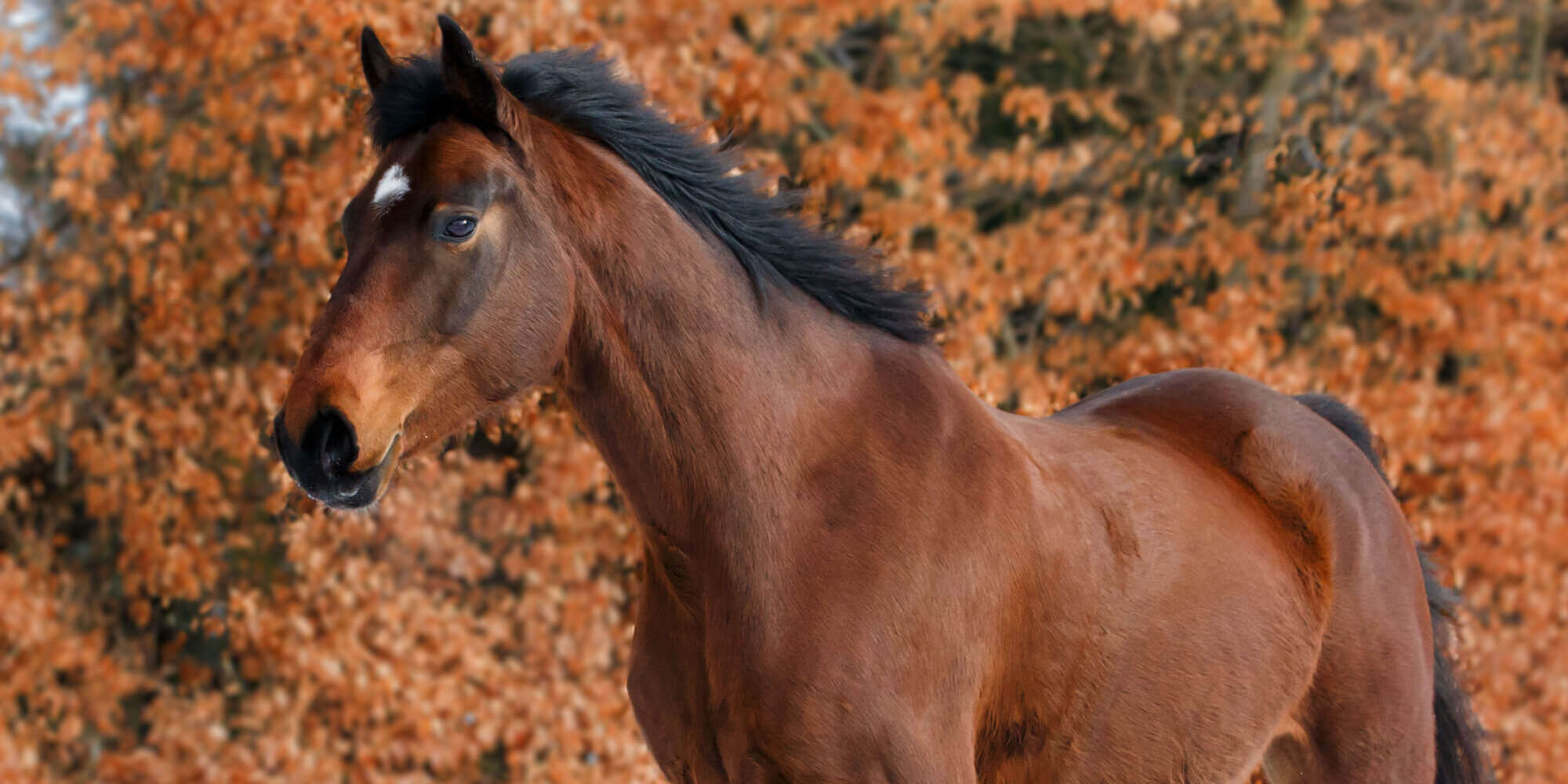 pferd im herbst 2000x1000