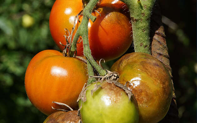 Das hilft gegen die Kraut- und Braunfäule bei Tomaten