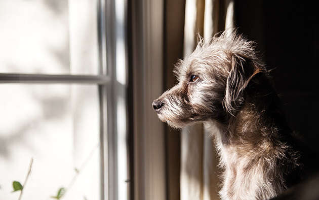 Wie Hunde das Alleinsein lernen
