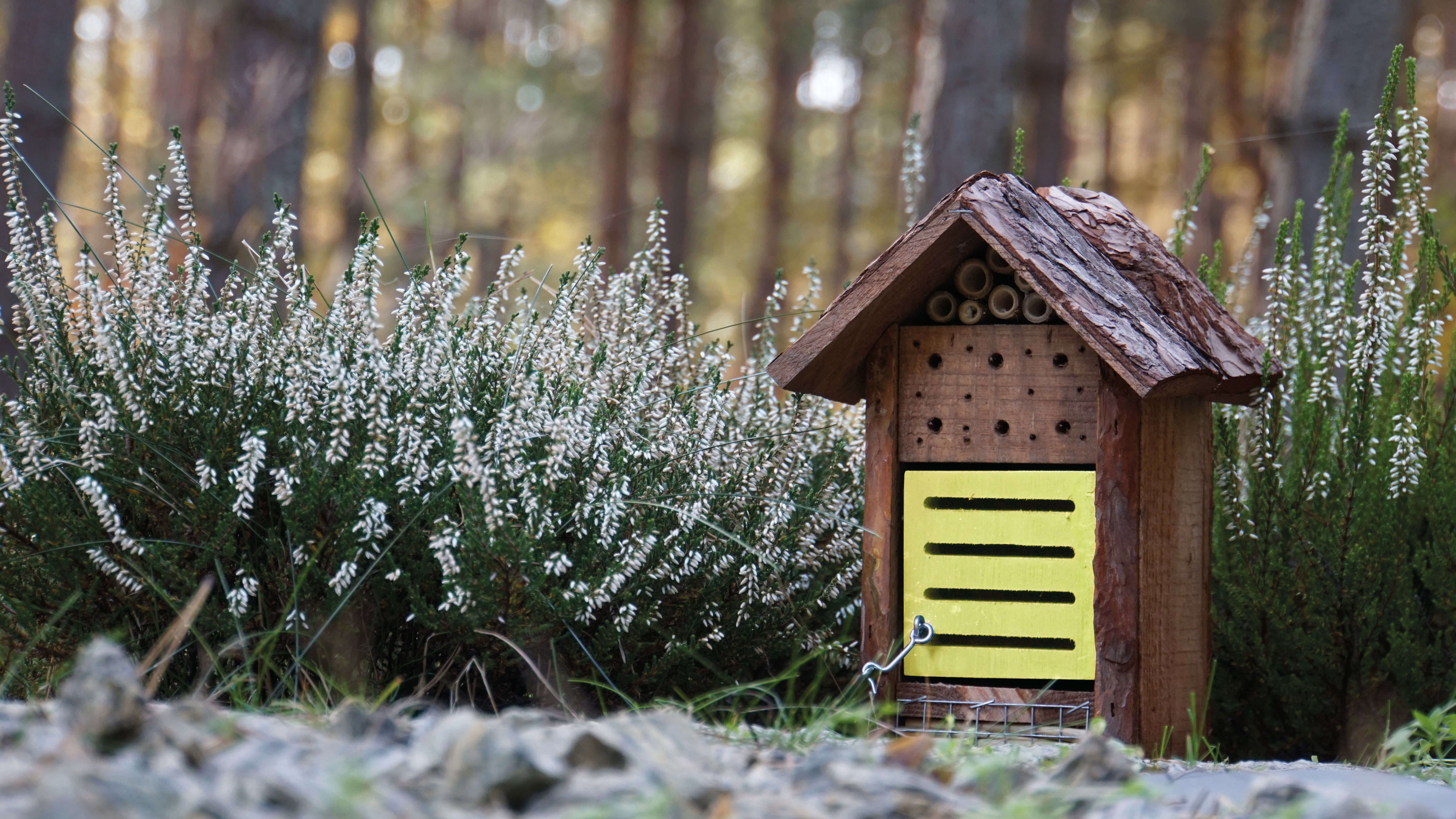 Marienkäfer- und Bienenhaus