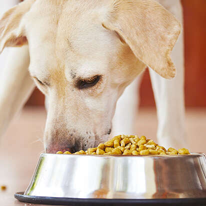 hundefutter bubblenavibild
