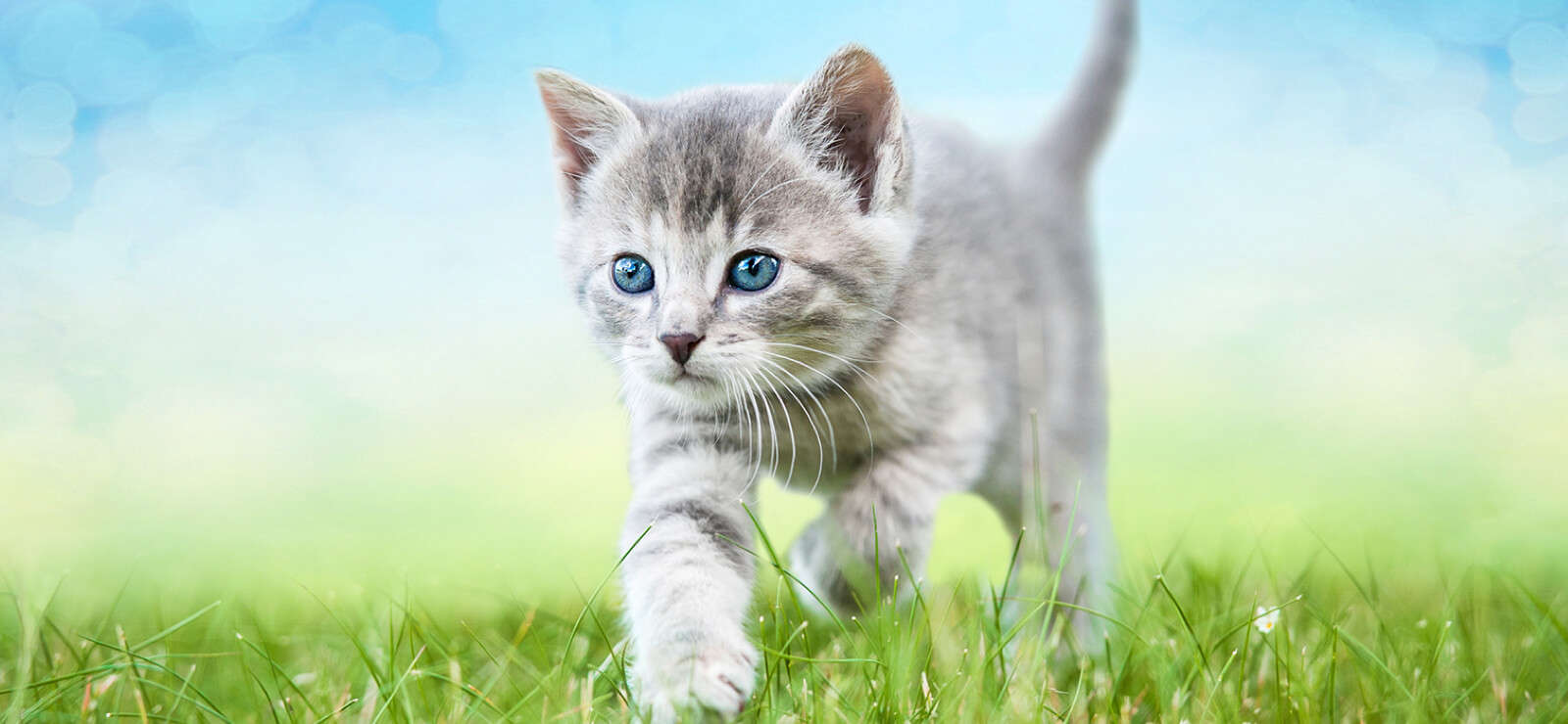 tierliebe katzenfutter themen e banner