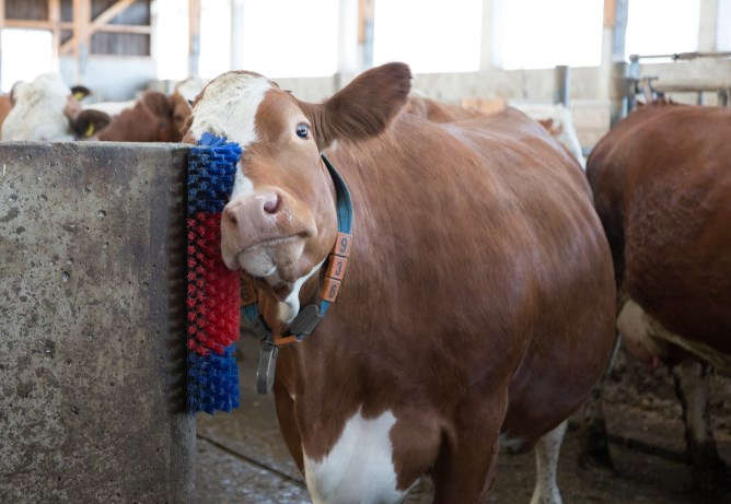 KERBL Halbrunde Kratzbürste