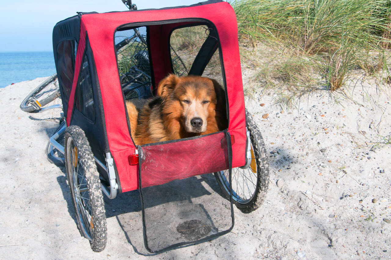 fahrradanhaenger fahrradfahren mit hund kaufen