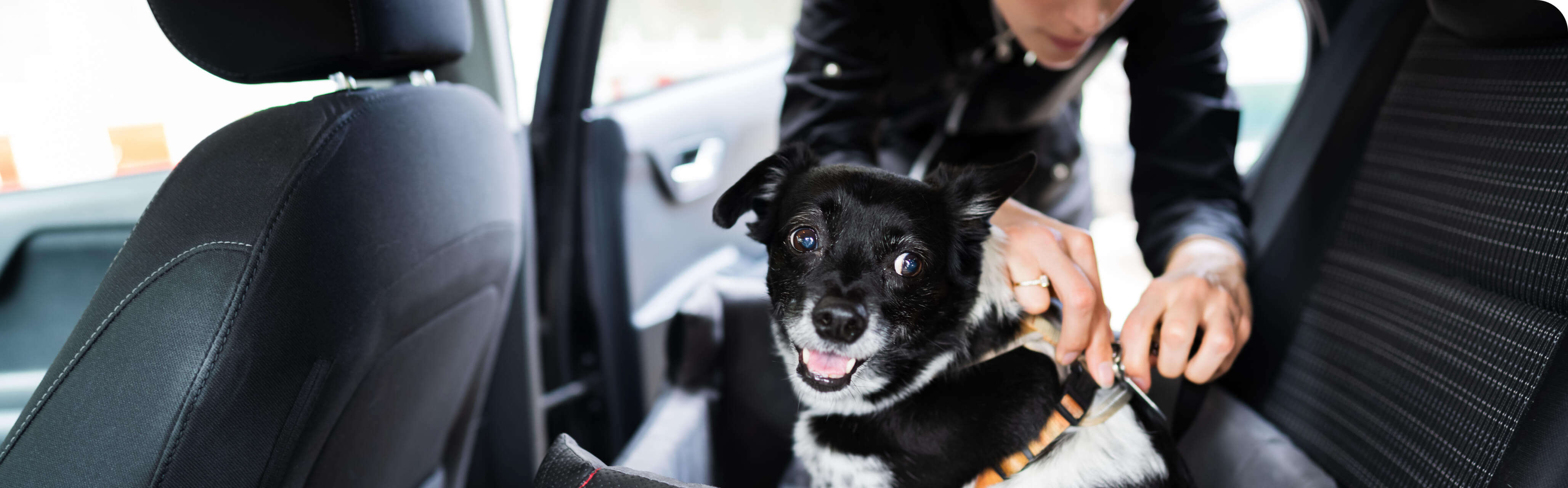 hund im auto sicher transportieren produkte kaufen