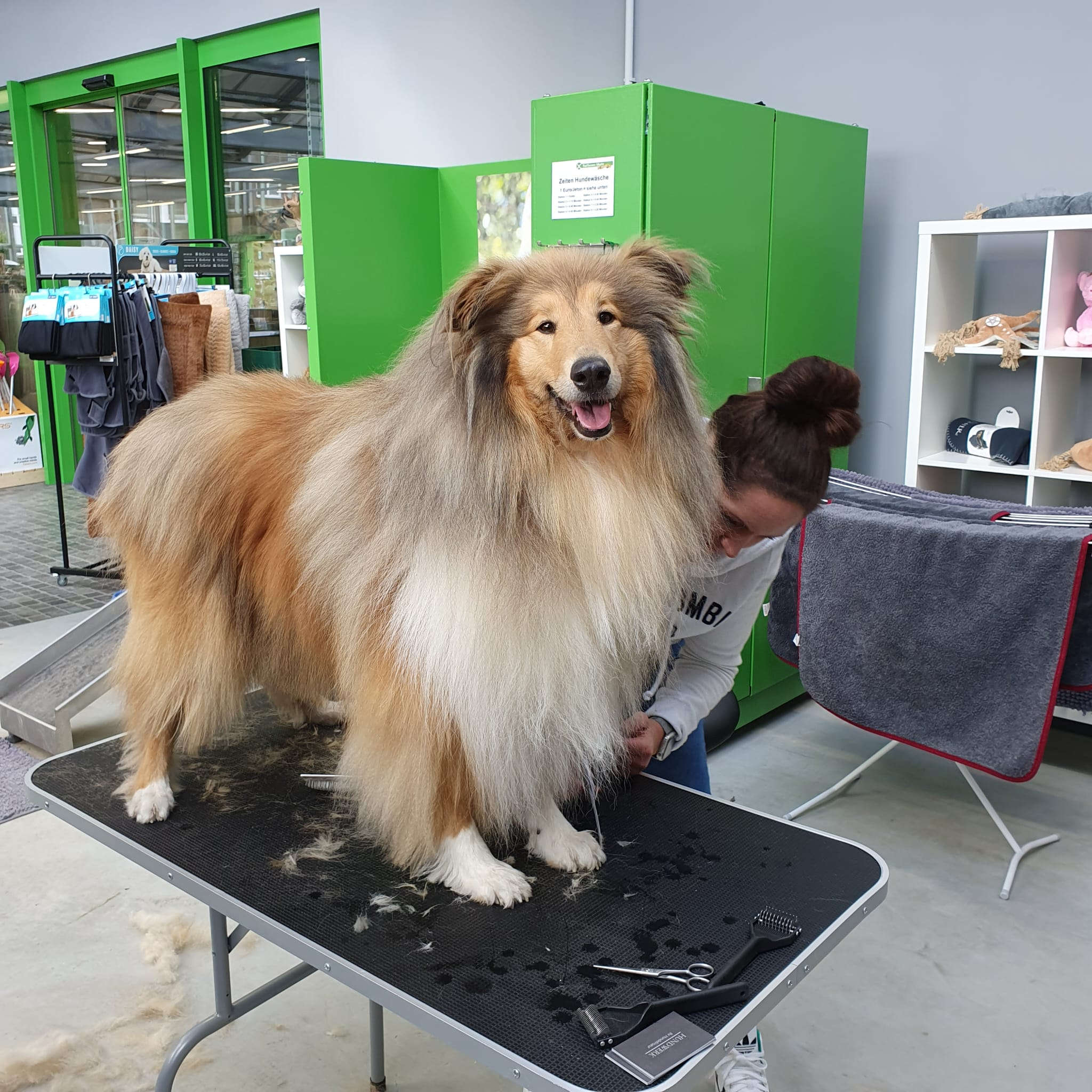 Hund Collie