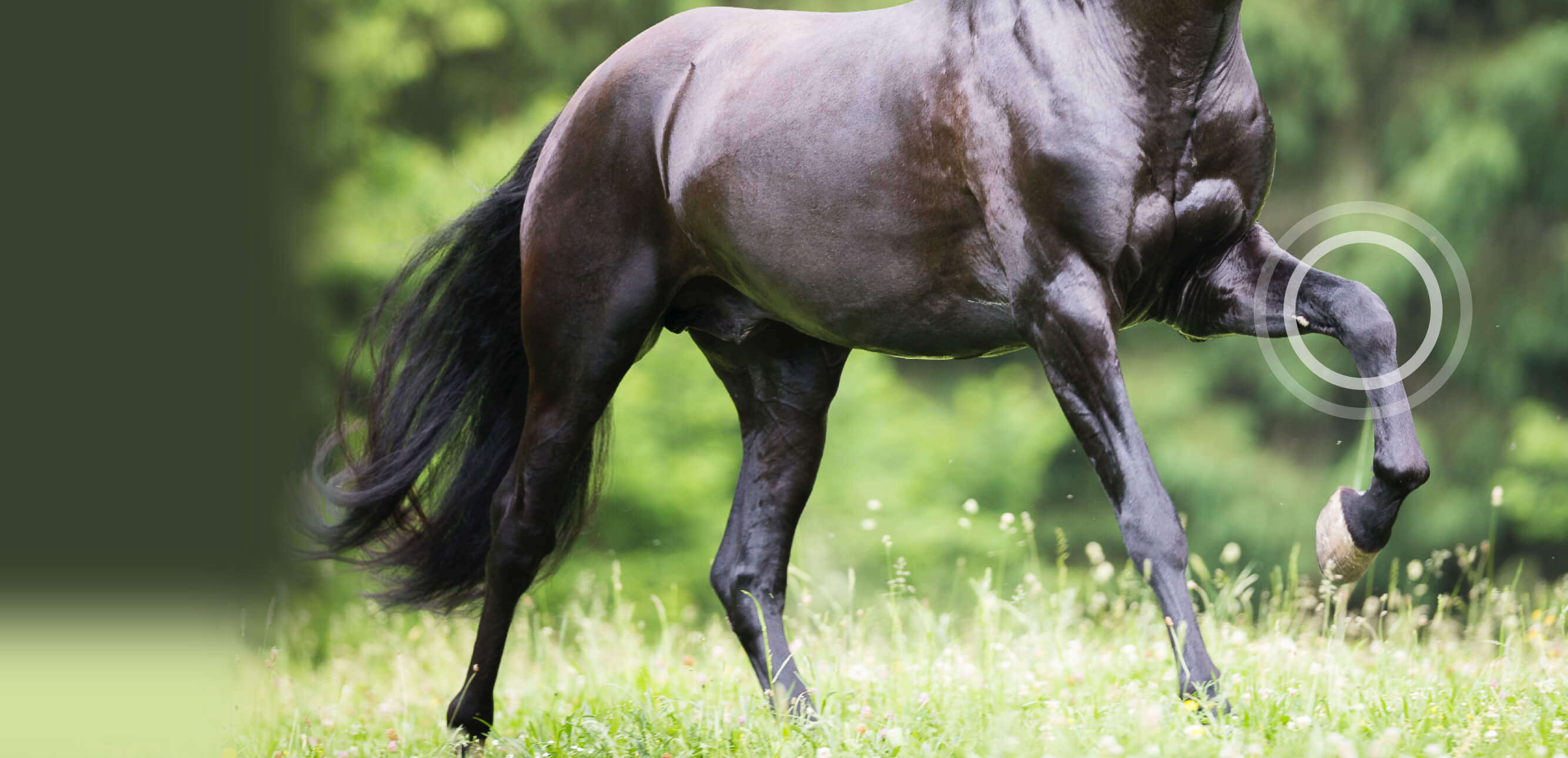 natures best bewegungsapparat img banner