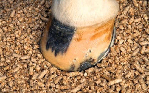 Equi-Pellets