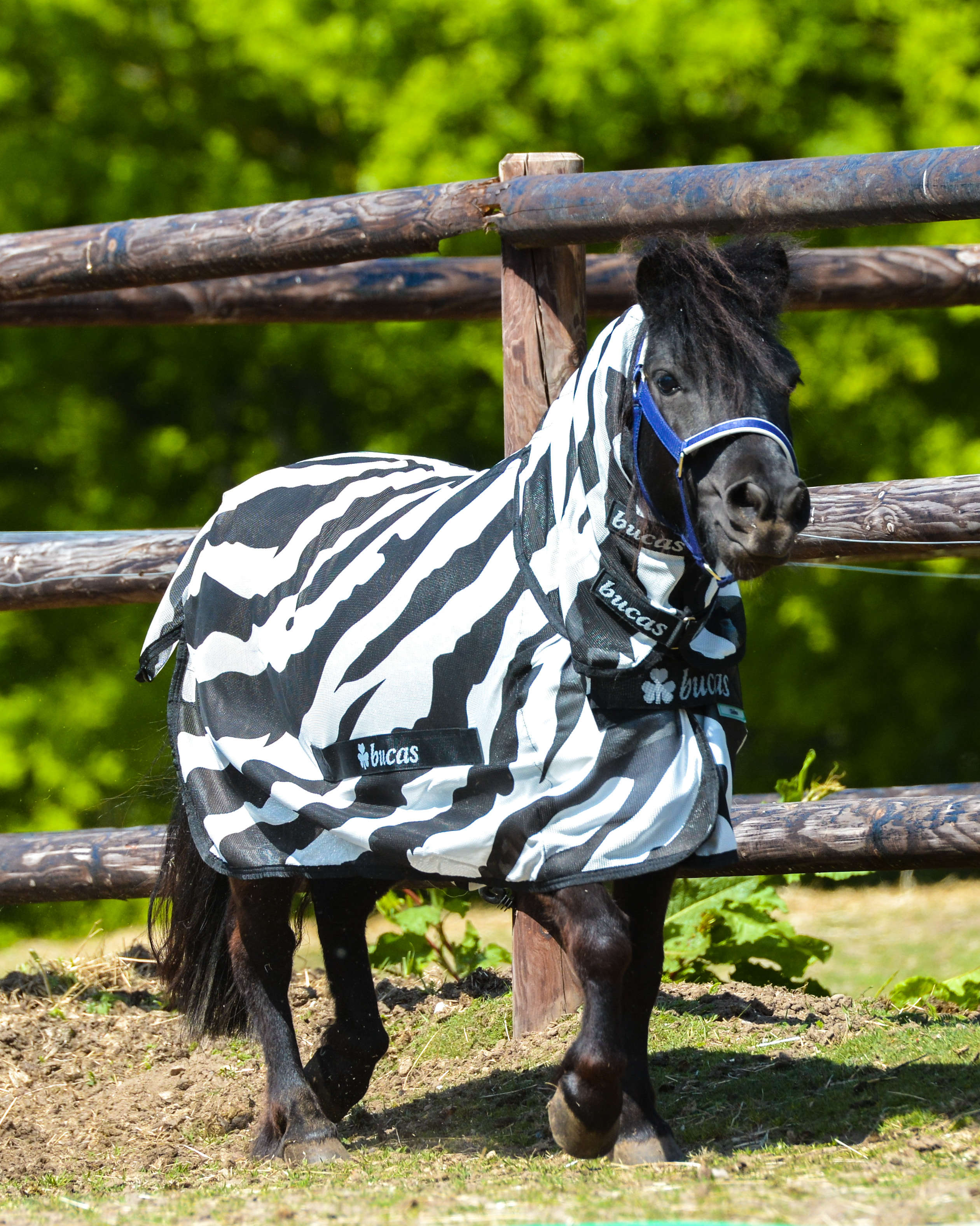 bucas Fliegendecke Zebra Full-Neck