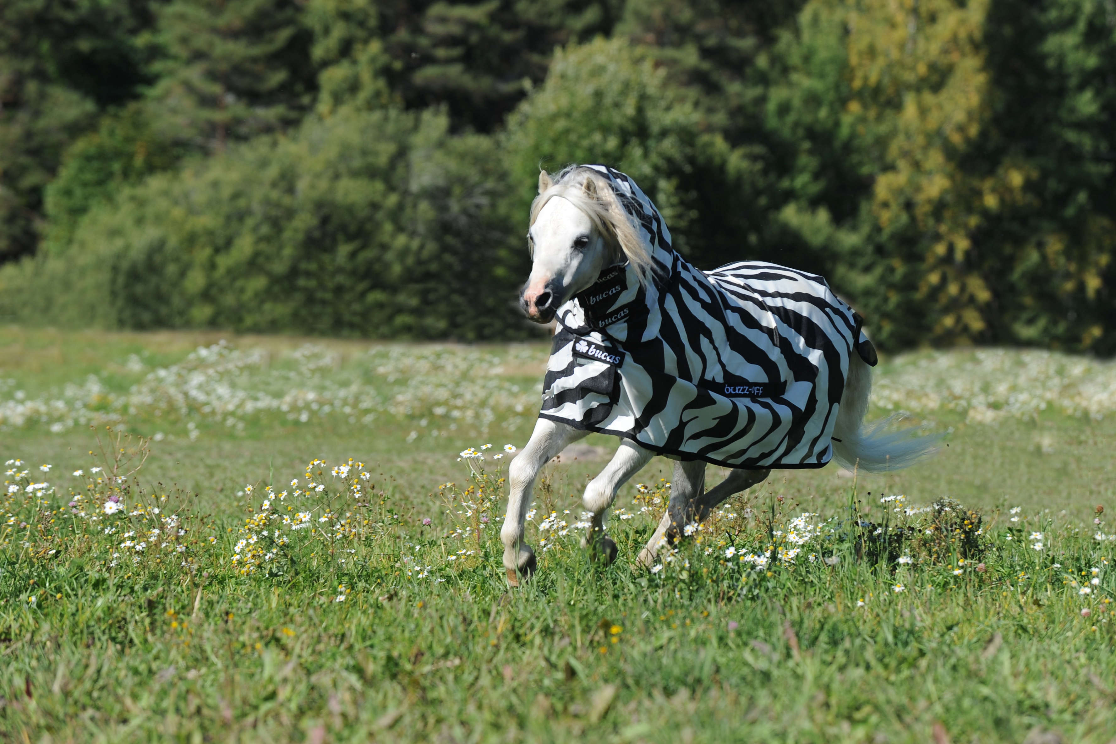 bucas Fliegendecke Zebra Full-Neck