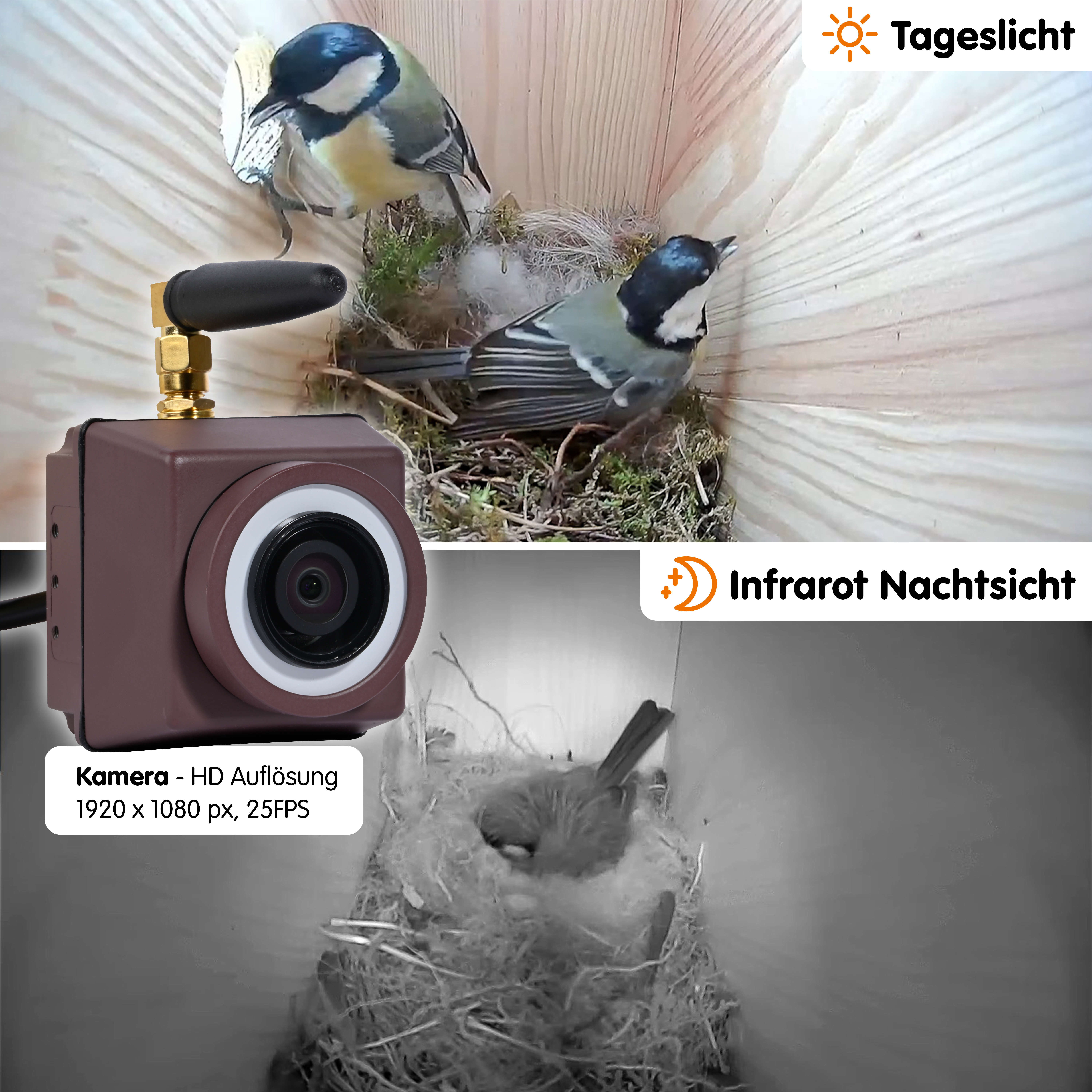 dobar Nistkasten Spitzdach Karsten mit WiFi-Kamera