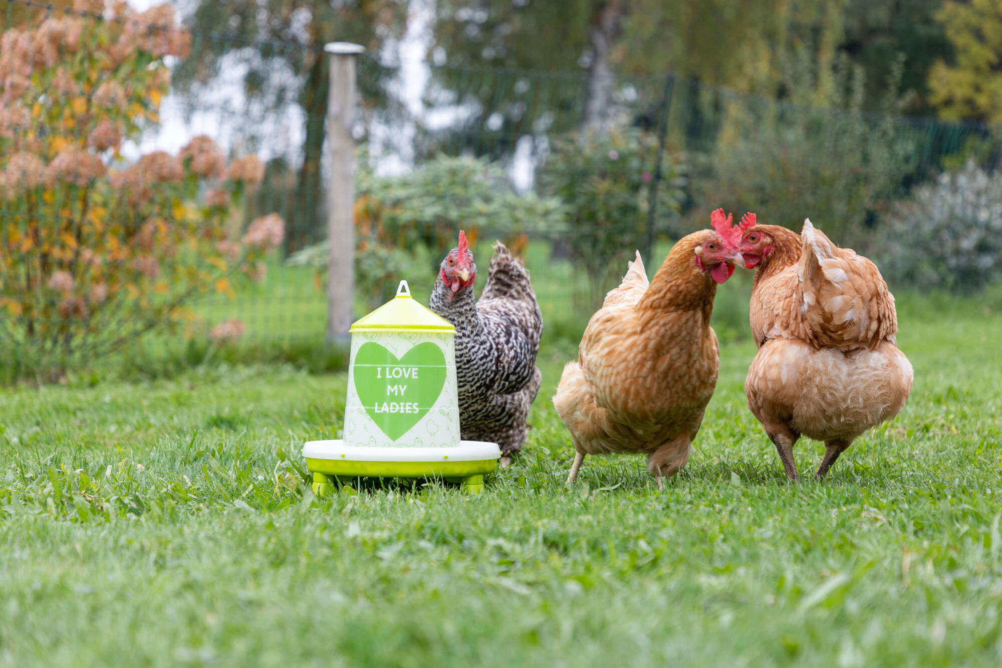KERBL Futterautomat mit Motiv Ladies
