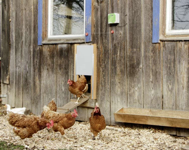 KERBL Automatische Steuerung für Hühnertür