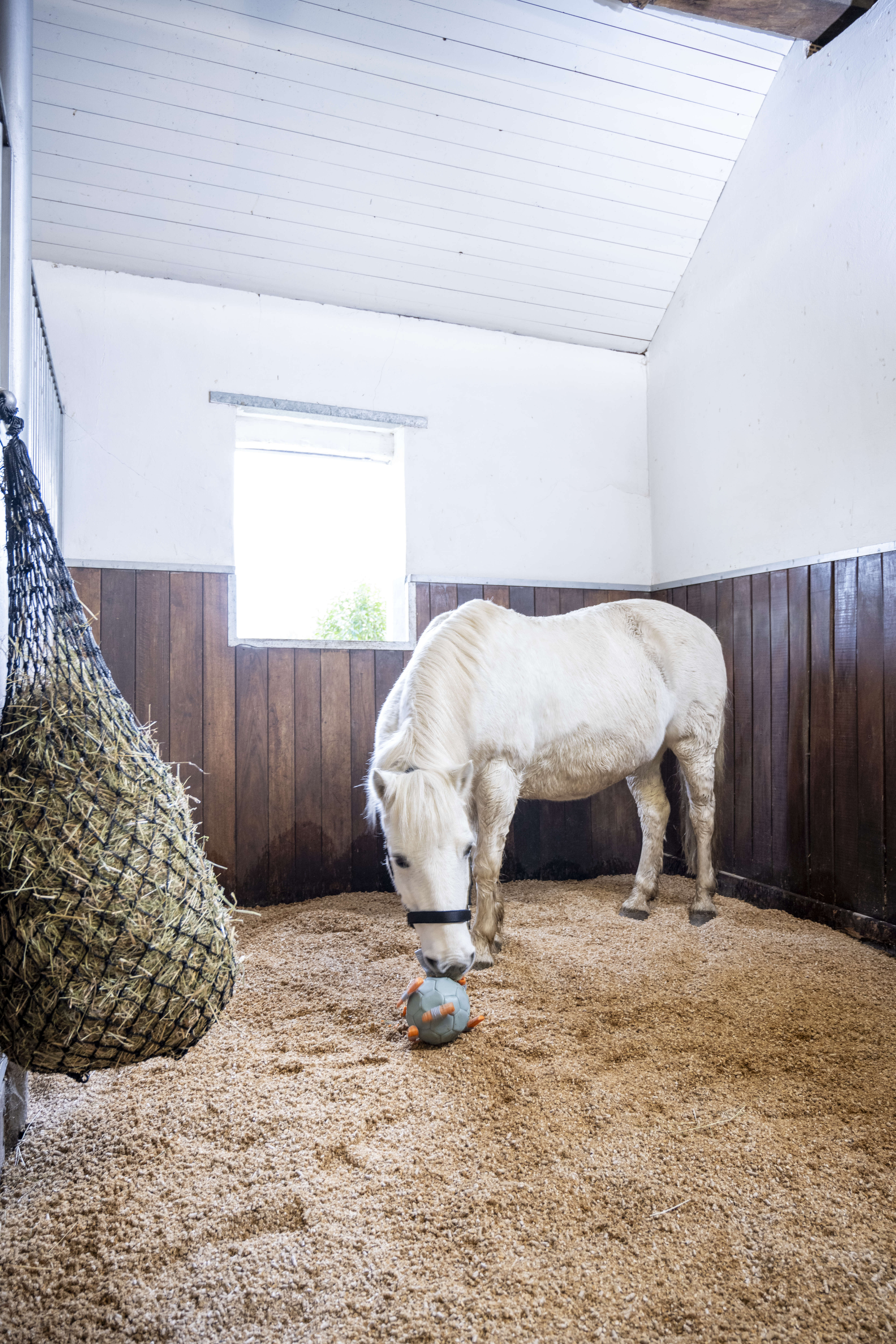Equi-Pellets