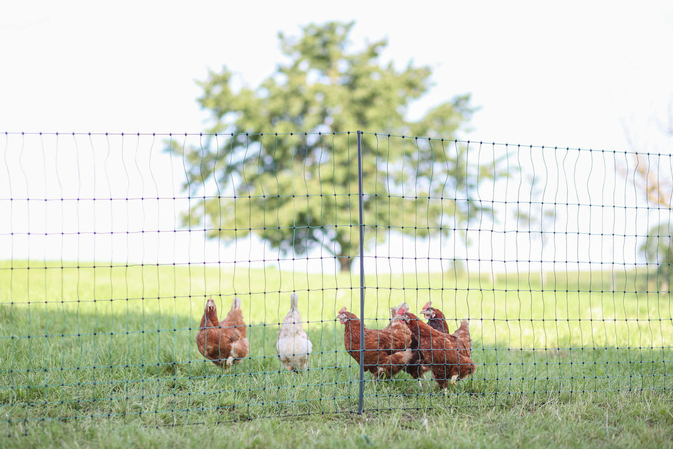 AKO Geflügelnetz PoultryNet Premium Doppelspitze