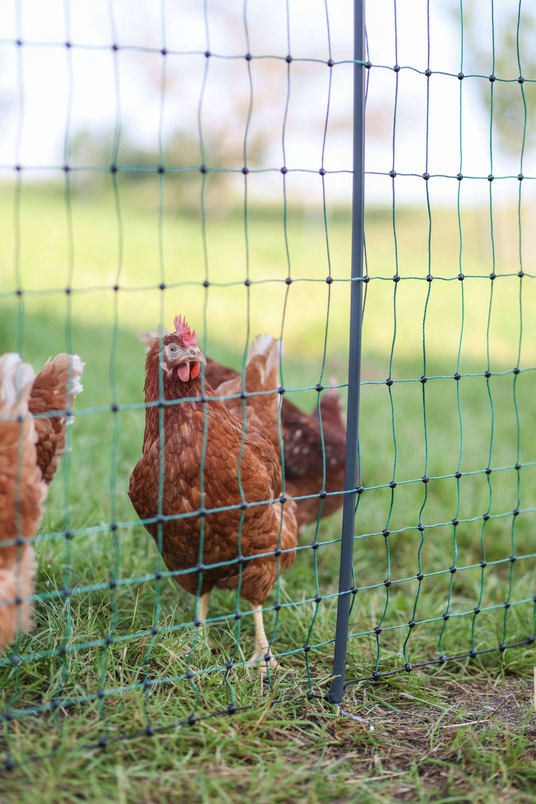 AKO Geflügelnetz PoultryNet Premium Doppelspitze
