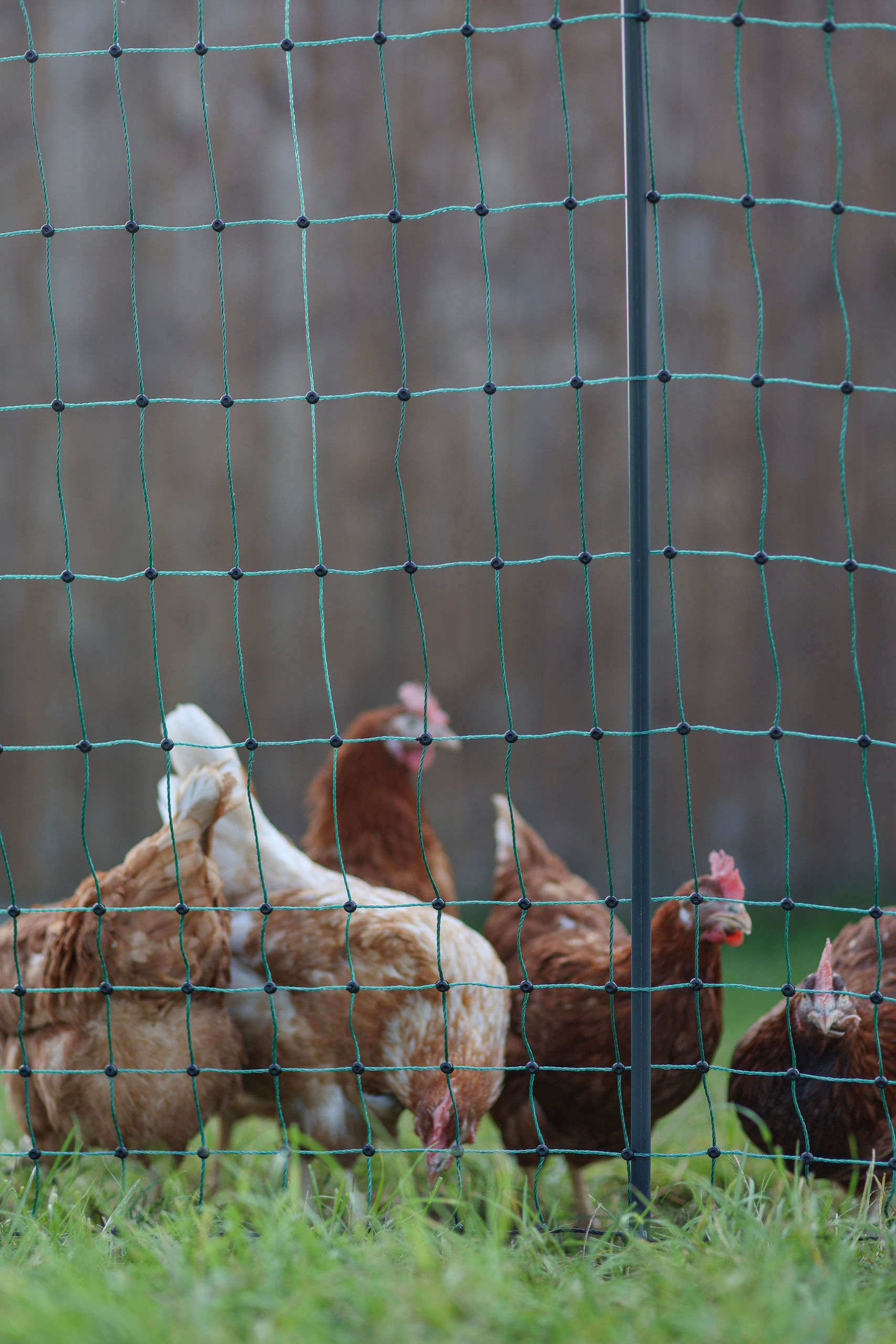 AKO Geflügelnetz PoultryNet Premium Doppelspitze