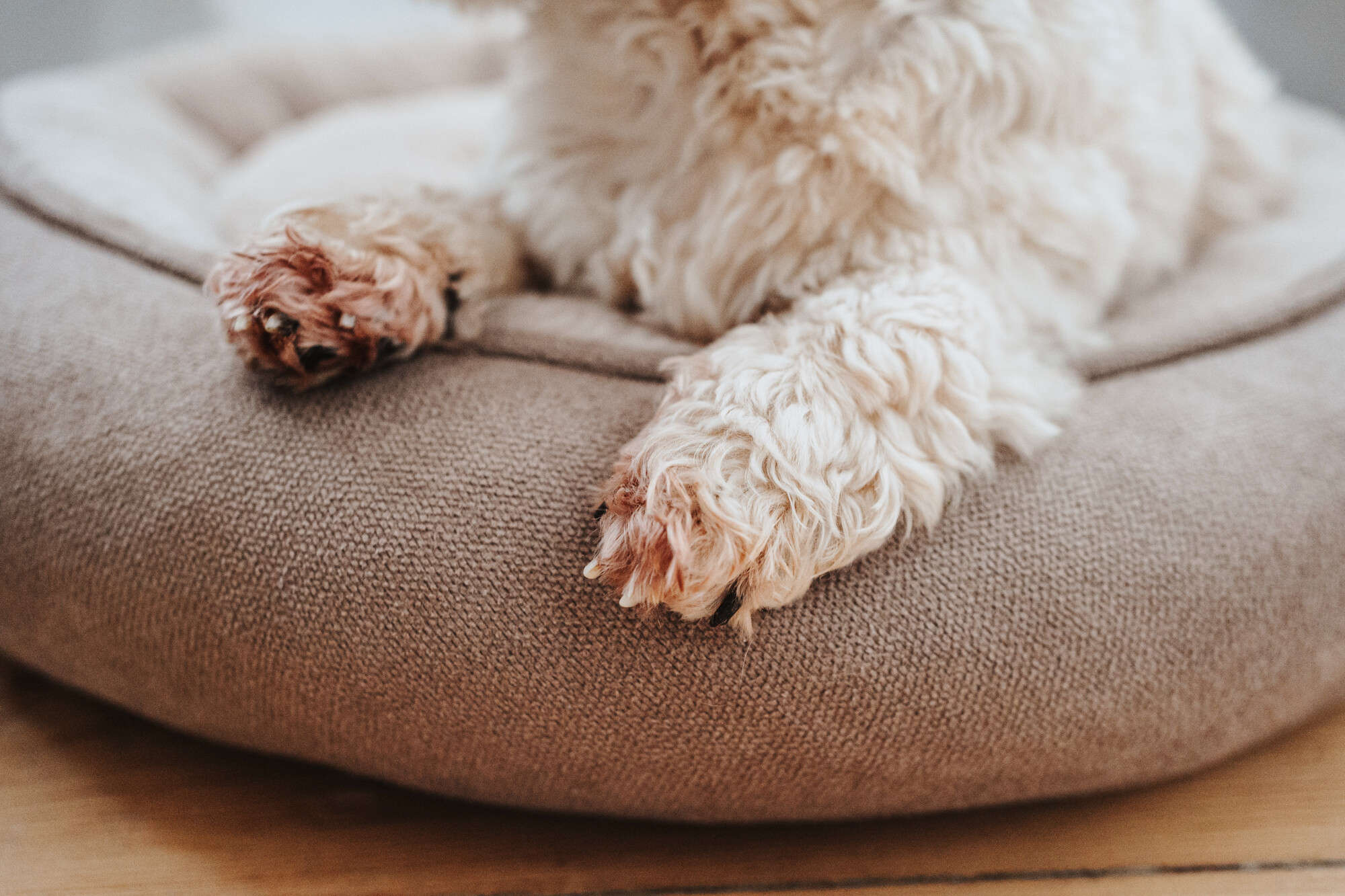 HUNTER Hunde- & Katzenbett Donut Rockford