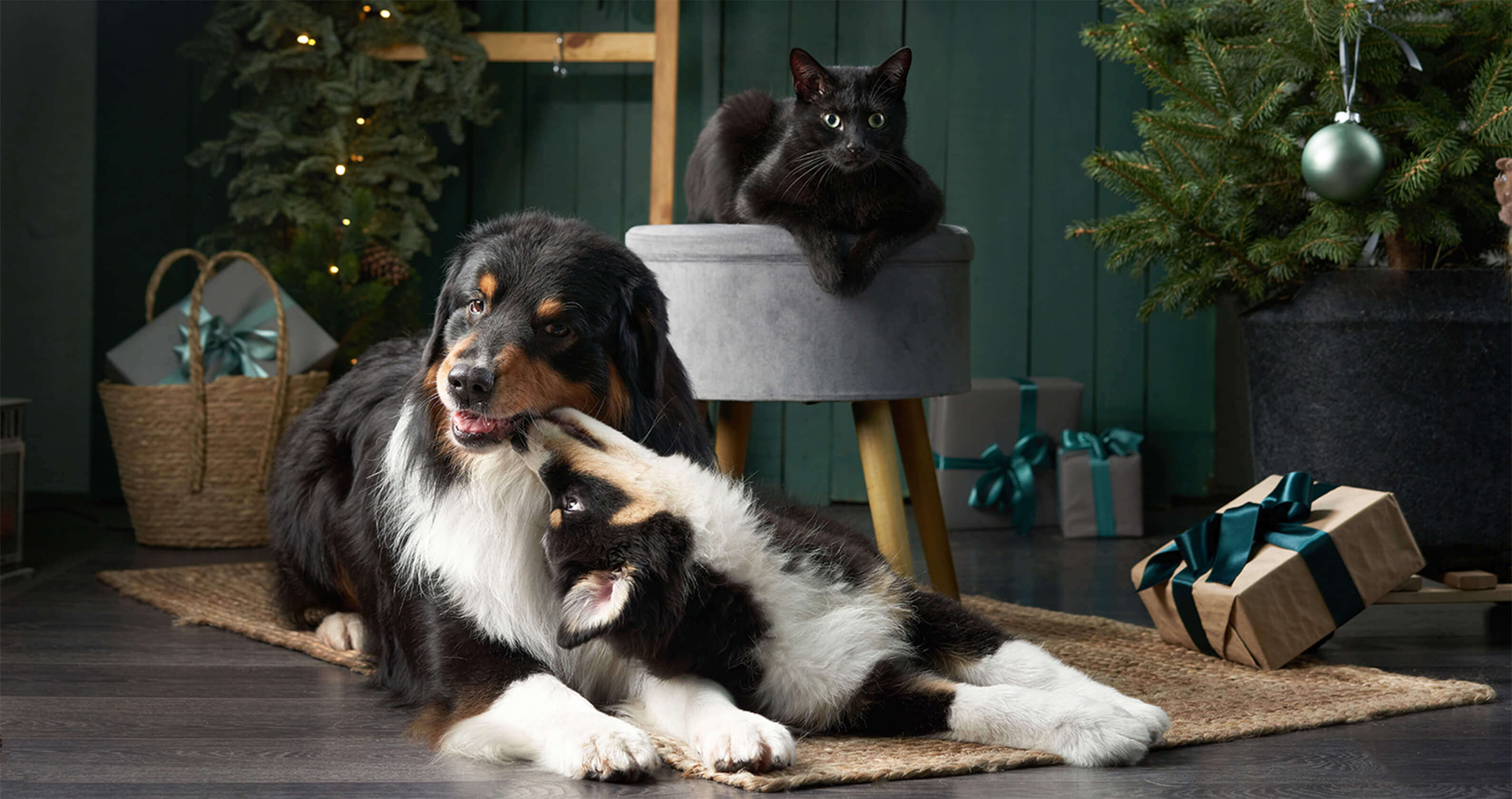 geschenke fuer tiere 1590x840