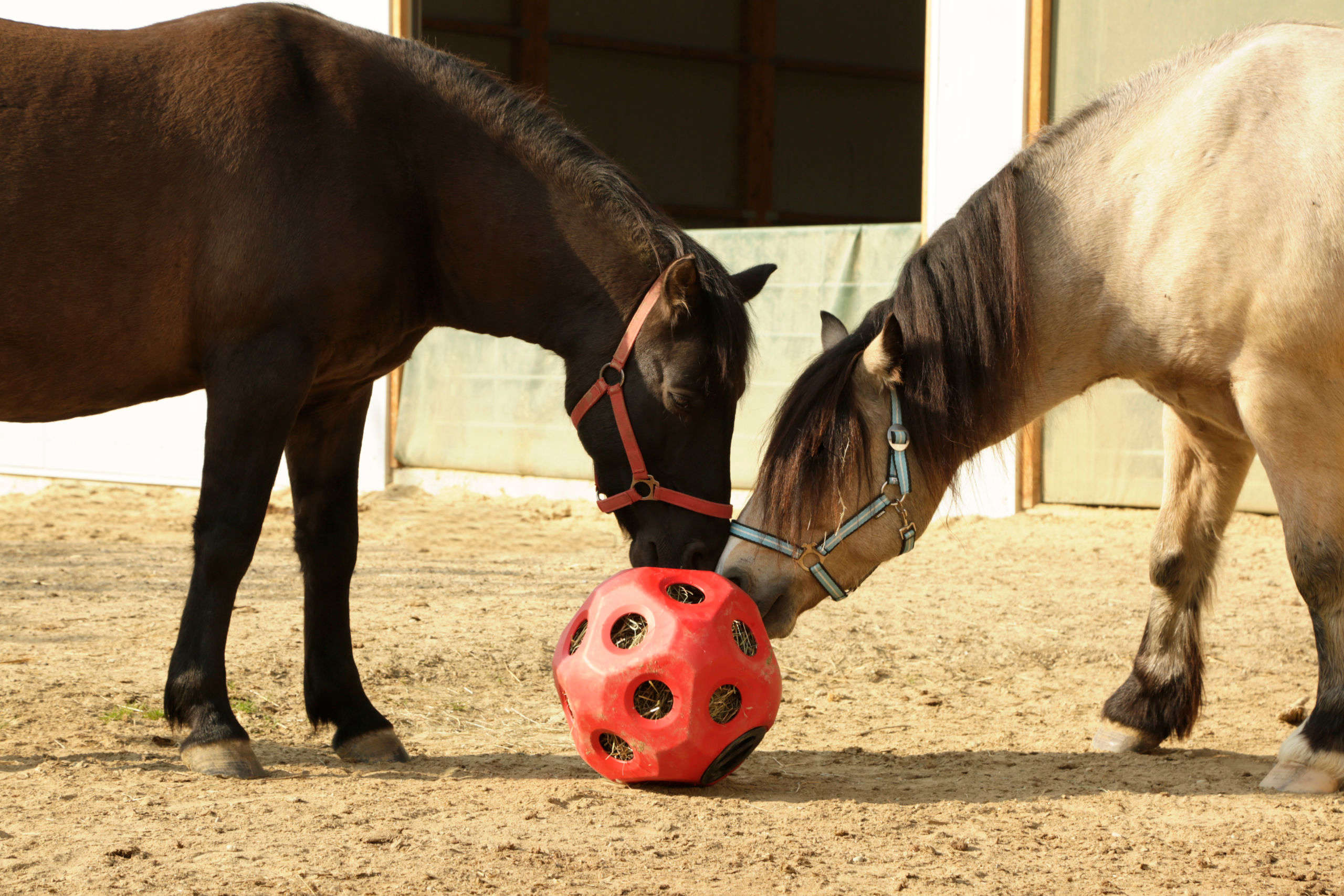 KERBL Futterspielball HeuBoy für Pferde