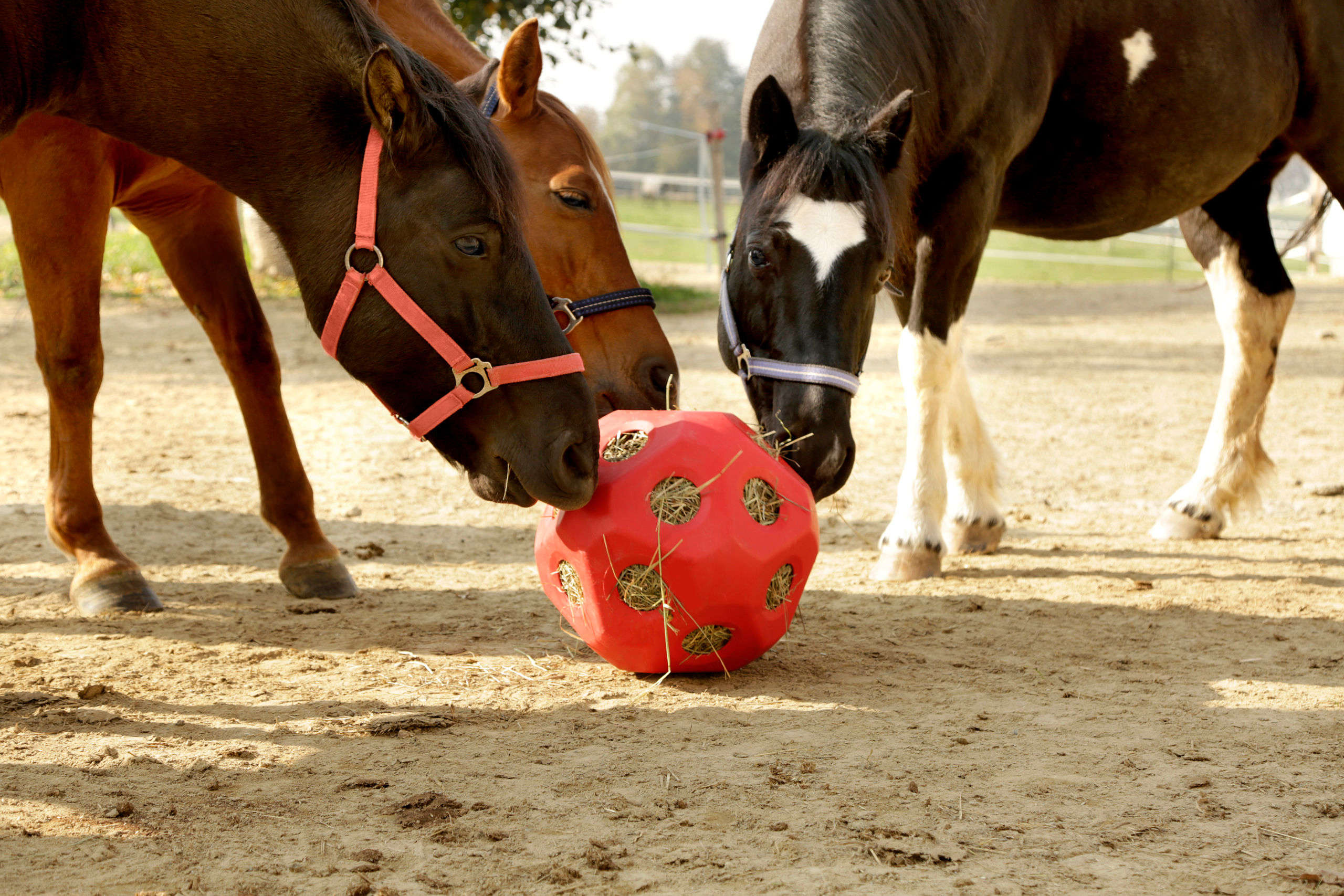 KERBL Futterspielball HeuBoy für Pferde