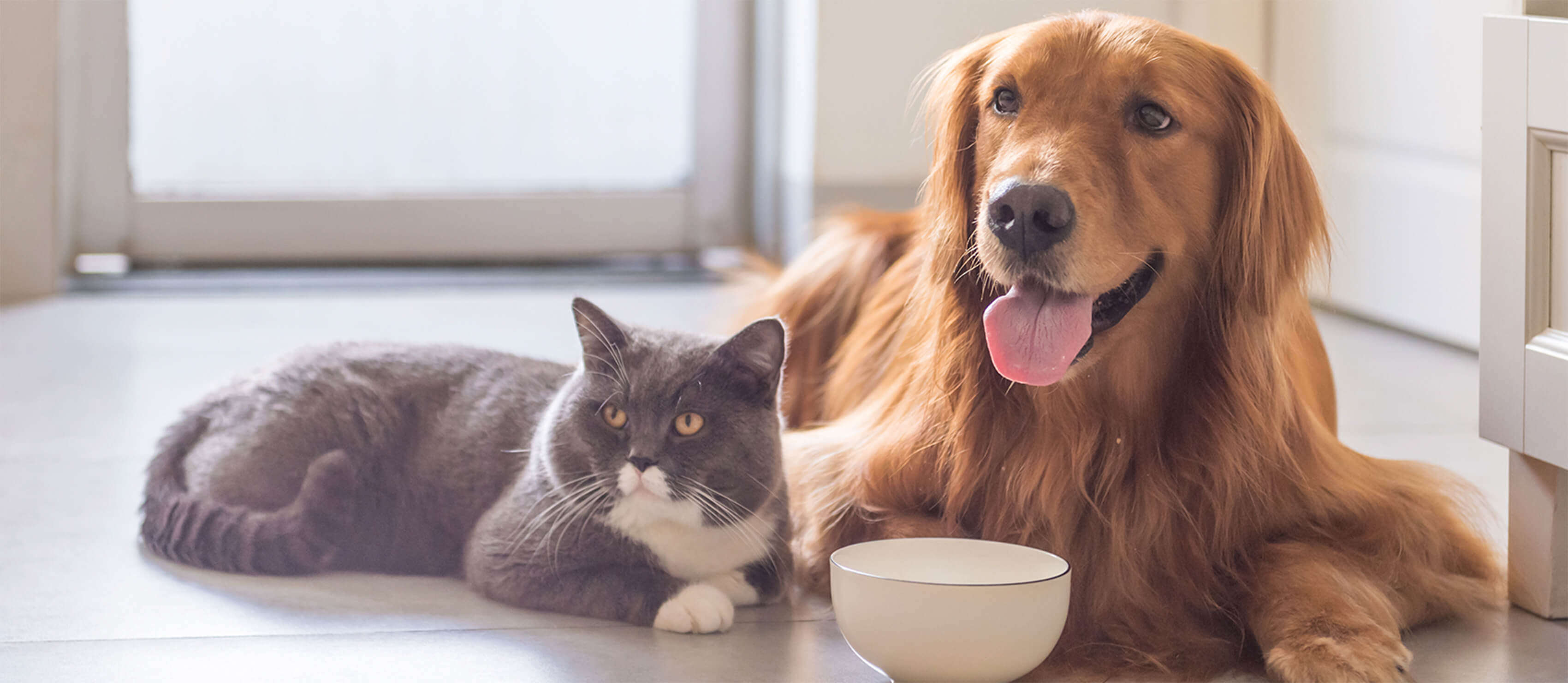 britsh katze und golden retriever hund 1700x740