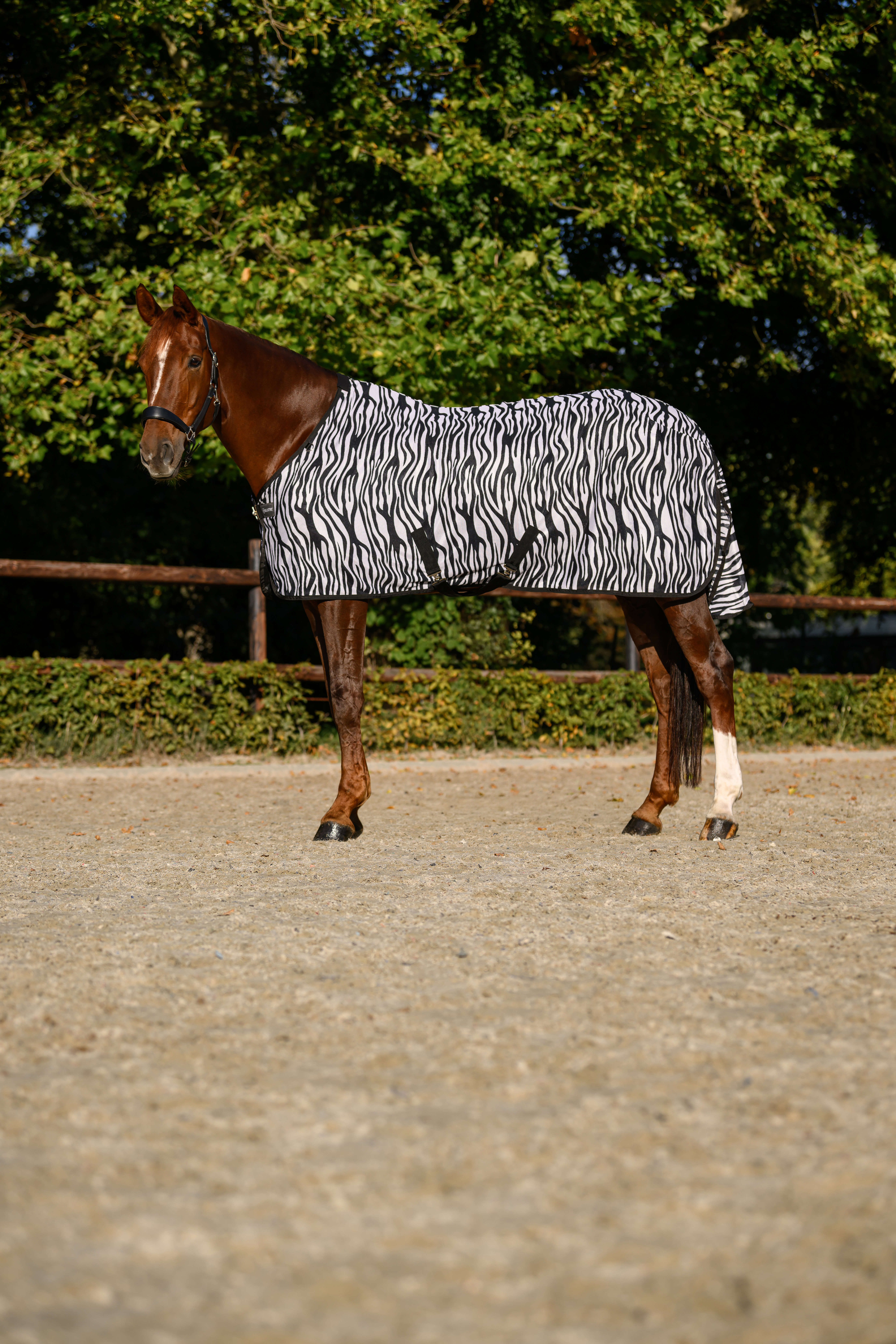KANTRIE Fliegendecke Zebra Plus