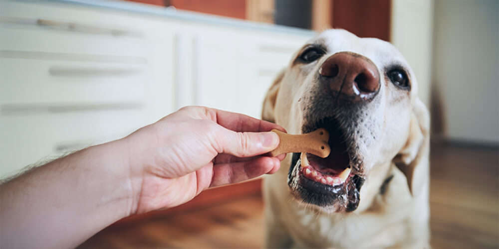 themenwelt Hund Hundeernaehrung 1000x500