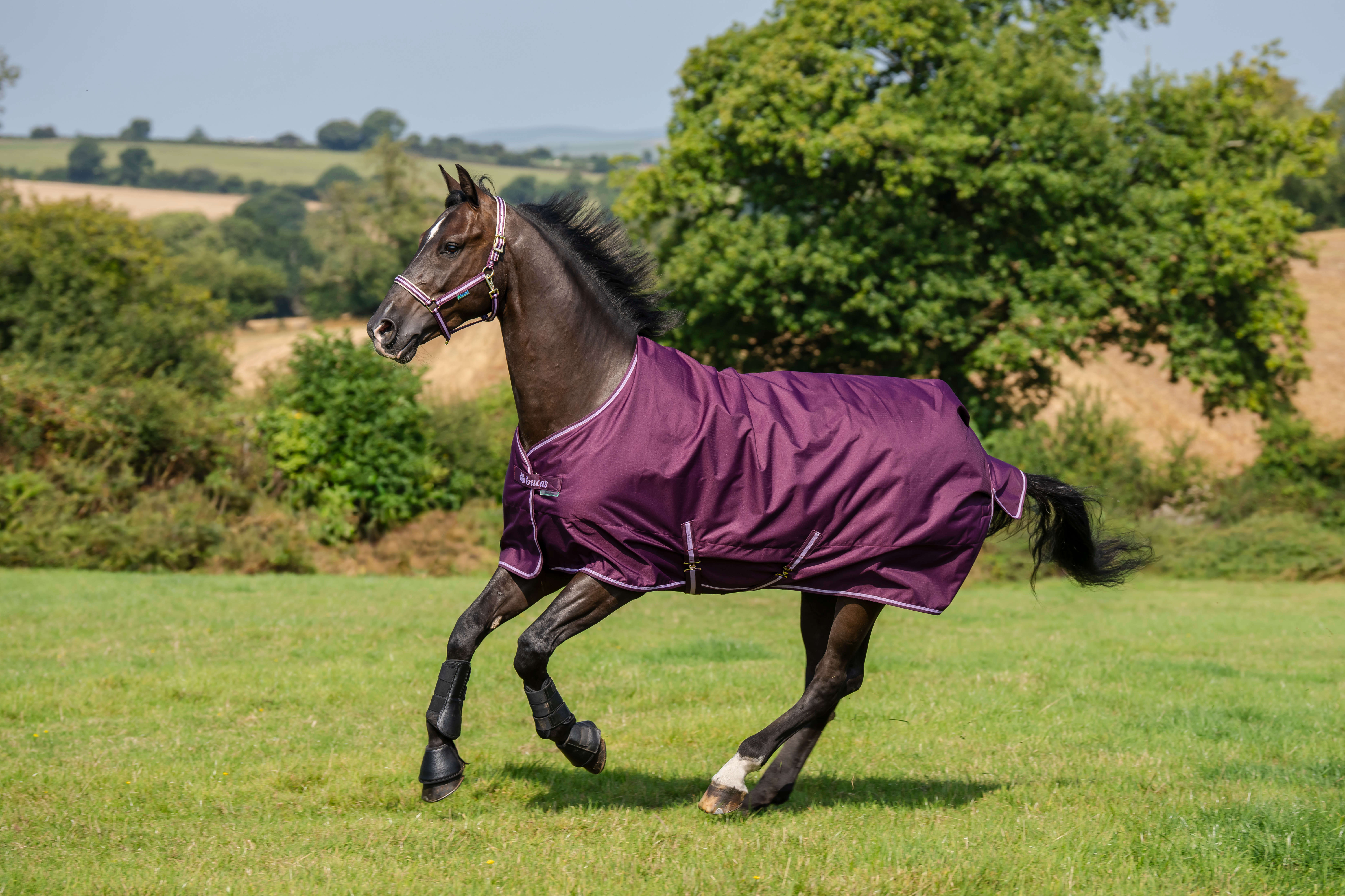bucas Outdoordecke Freedom Turnout 150 g Blackberry