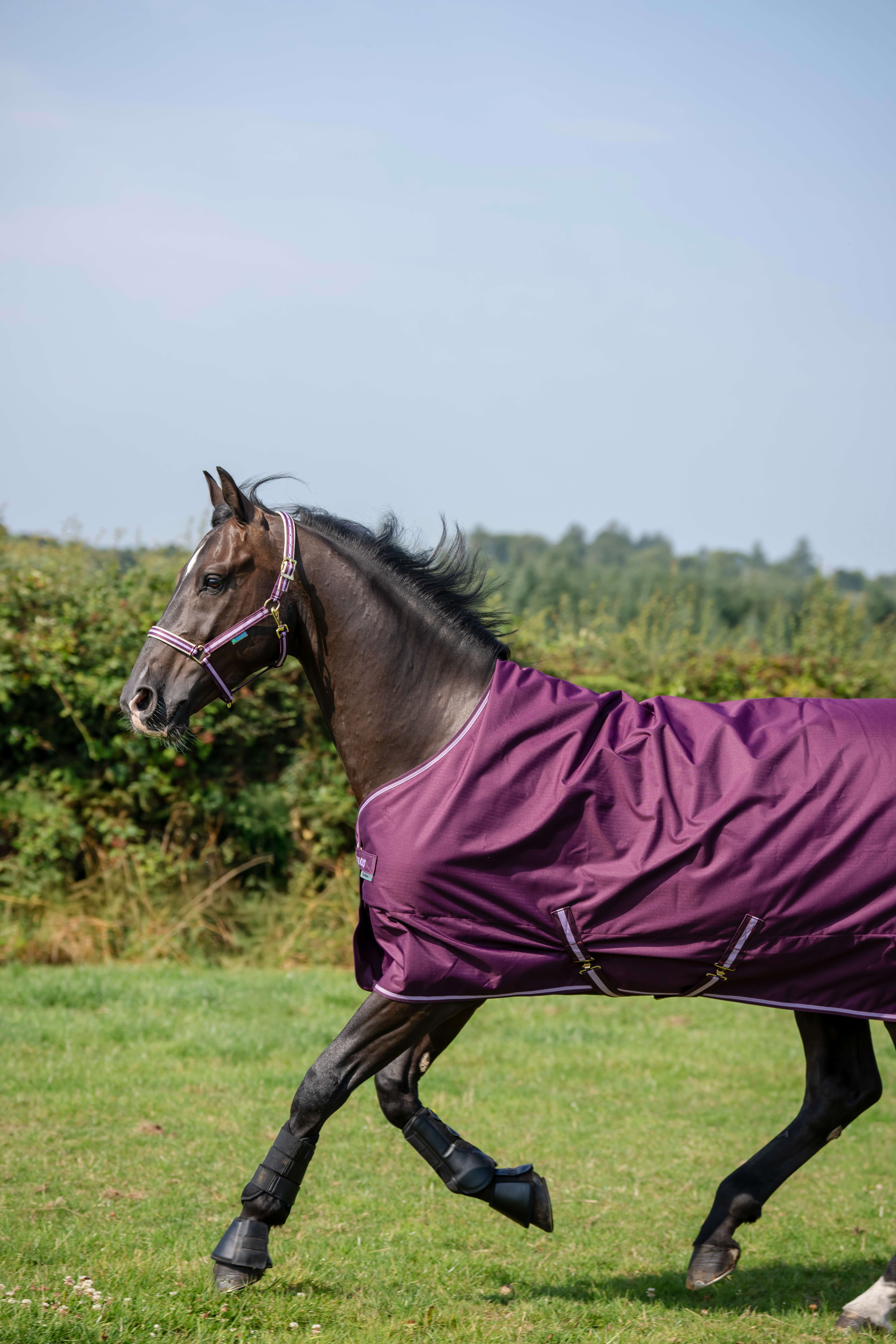 bucas Outdoordecke Freedom Turnout 150 g Blackberry