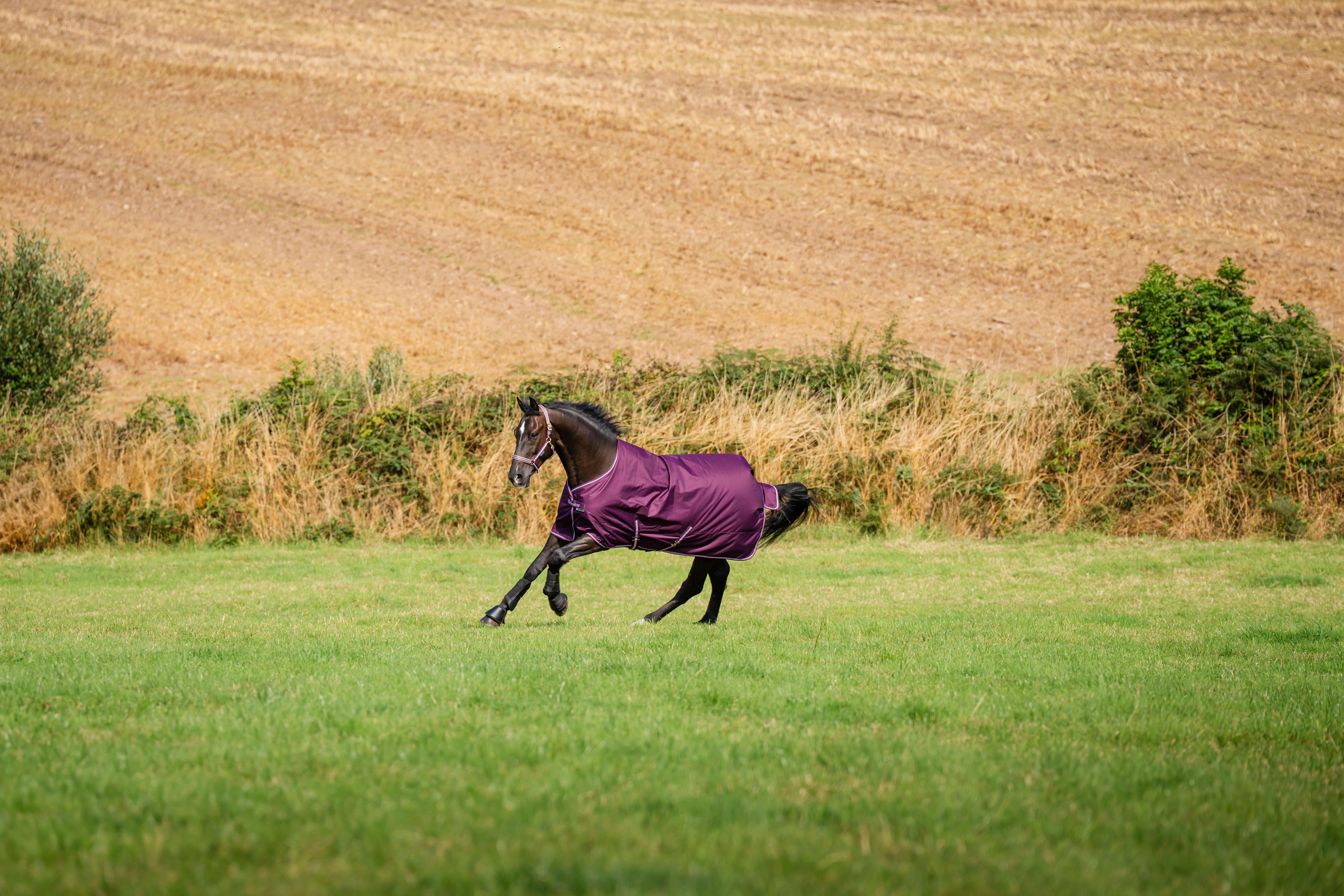 bucas Outdoordecke Freedom Turnout 150 g Blackberry