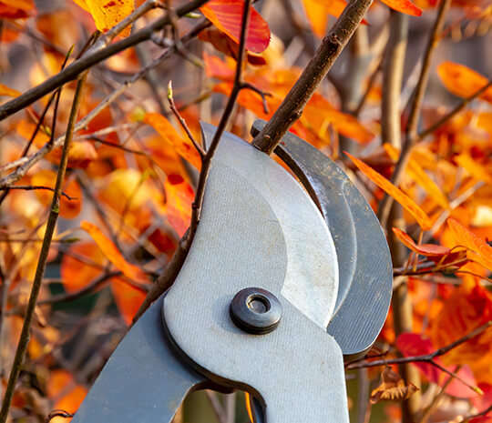 Rückschnitt Holzschnitt Herbst 540x465